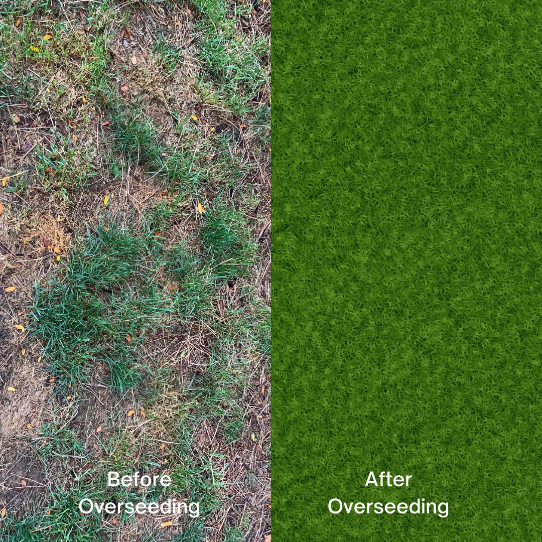 A before and after comparison of grass after overseeding