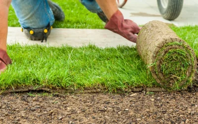 What Is Sod: Top 5 Types of Sod that Thrive in Canada