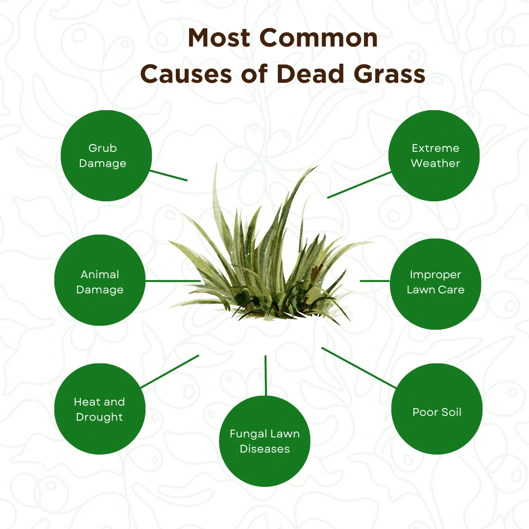 A circular map on the most common causes of dead grass