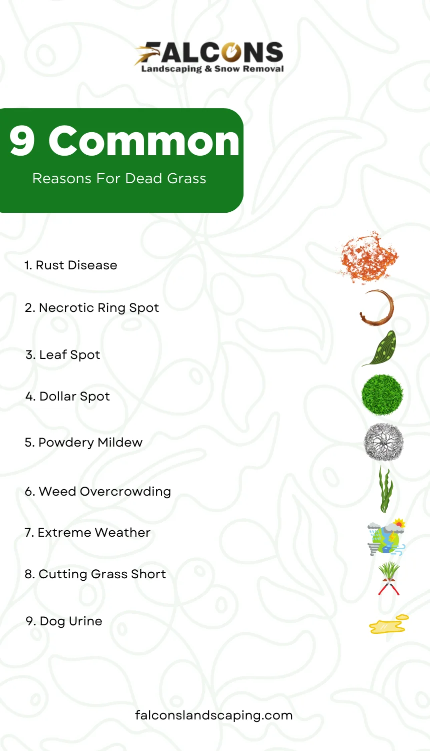 A list of the nine common reasons for dead grass