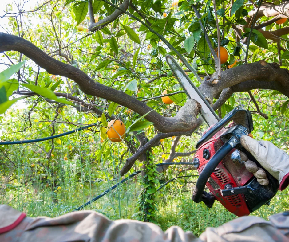 A man showing how to perform pruning in winter on an orange tree