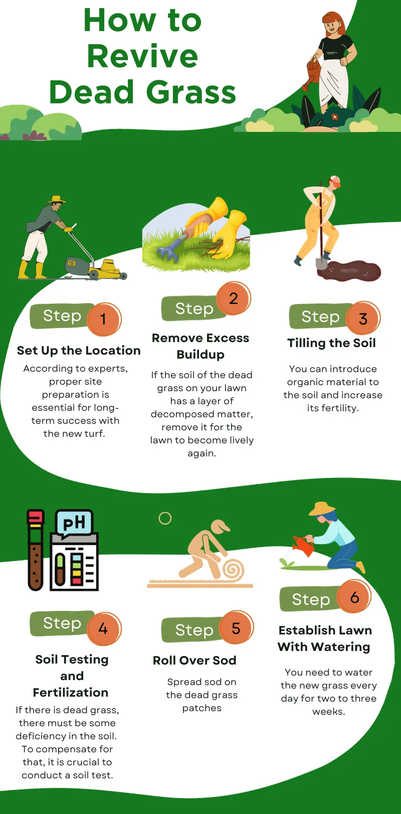 An infographic on the steps of how to revive dead grass