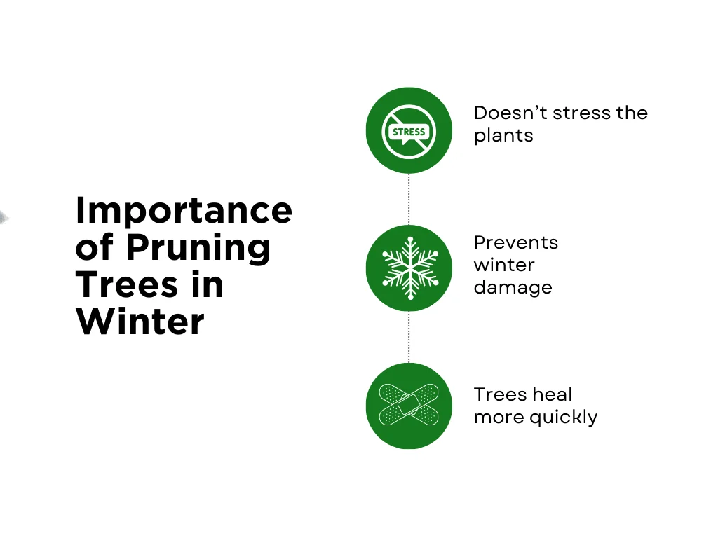 An infographic on the importance of pruning trees in winter
