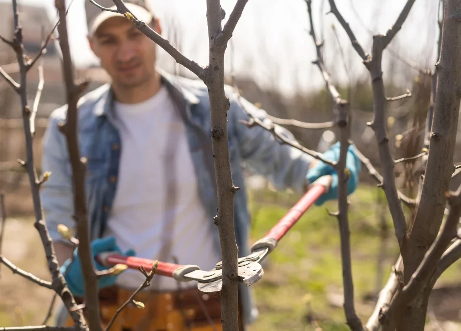 Man doing winter pruning with shears