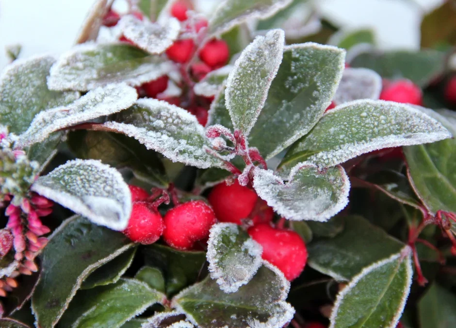 Plants with frost in the garden outdoors
