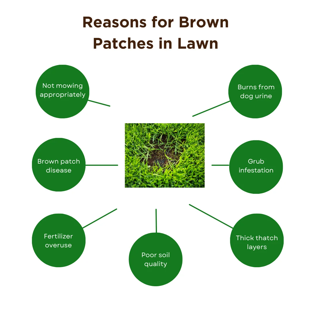 An infographic explaining the reasons for brown patches in the lawn
