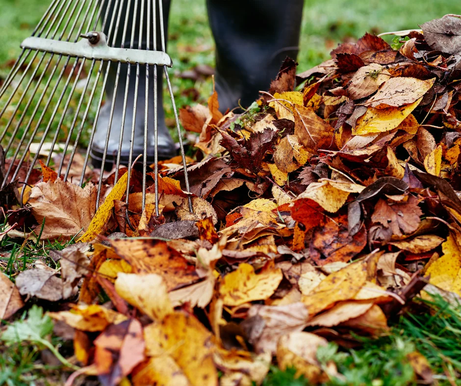 Woman raking leaves for winter lawn care