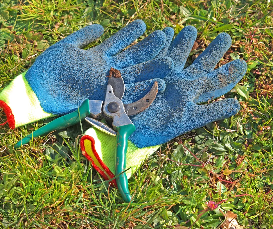 Winter pruning tools lying on grass