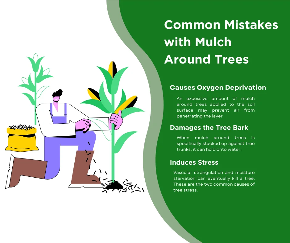 An infographic on the most common mistakes with mulch around trees