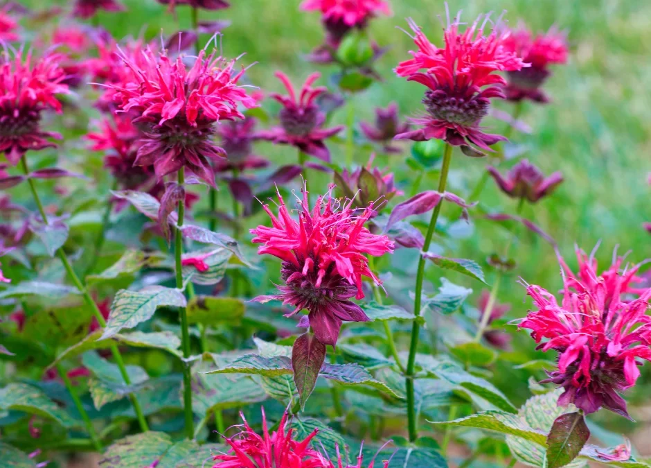A picture of bee balm, Ontario native plants
