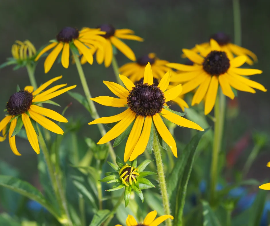 An image of the black eyed susan native plant in Ontario