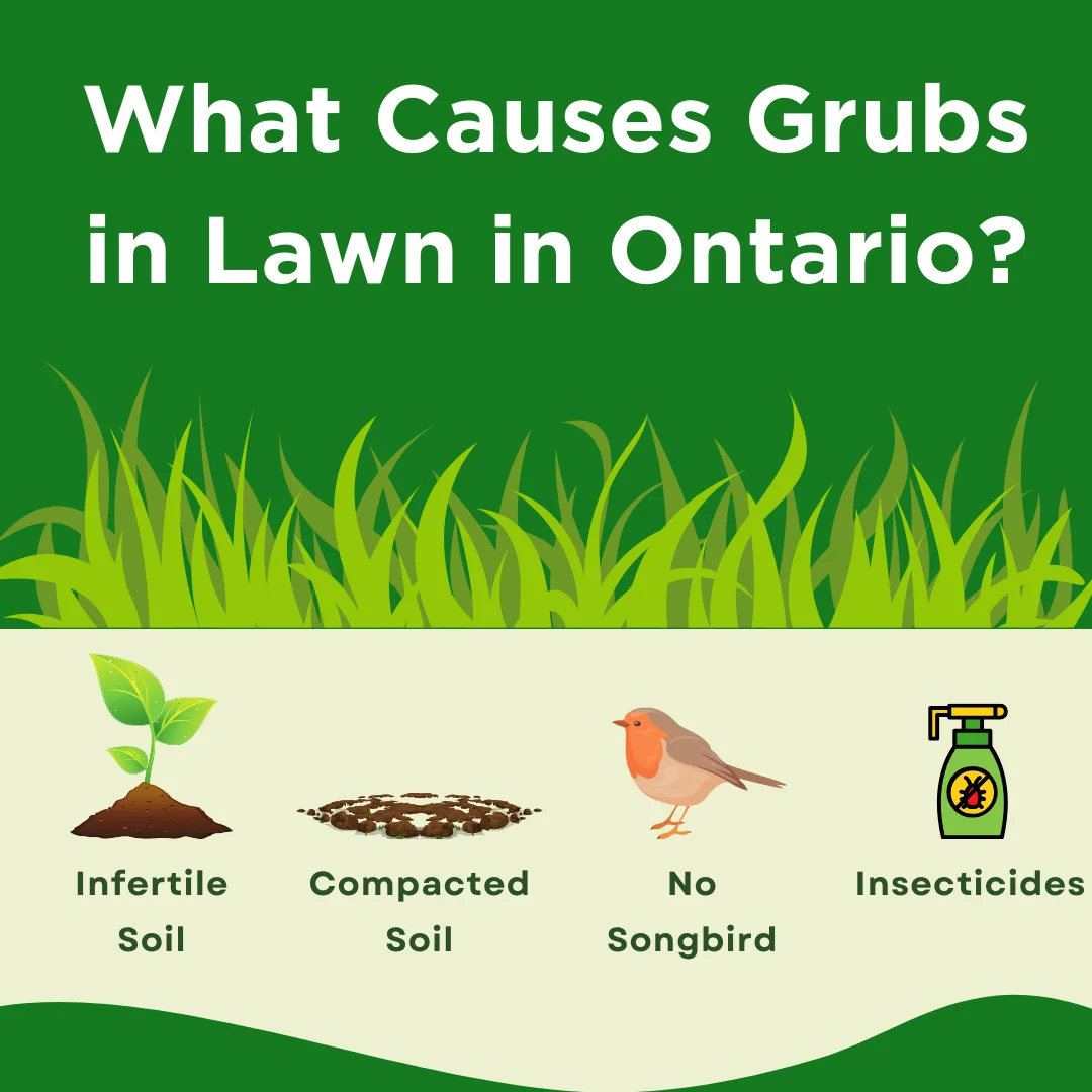 An infographic on the causes of grubs in lawn in Ontario