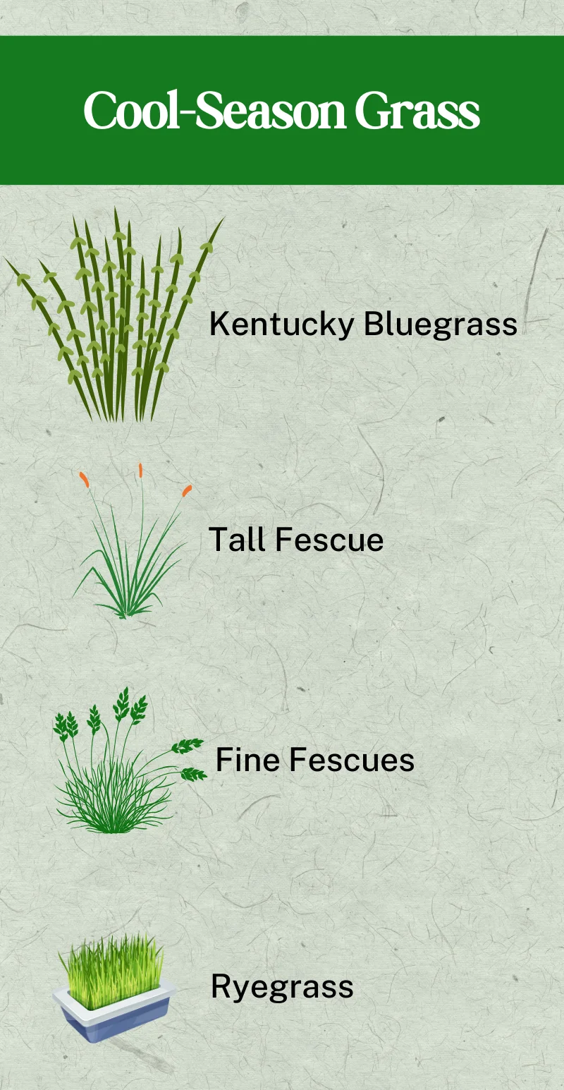 A list infographic of cool season grass