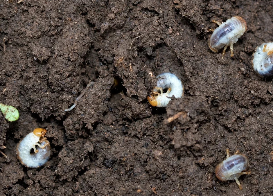 White grubs in lawn in Ontario