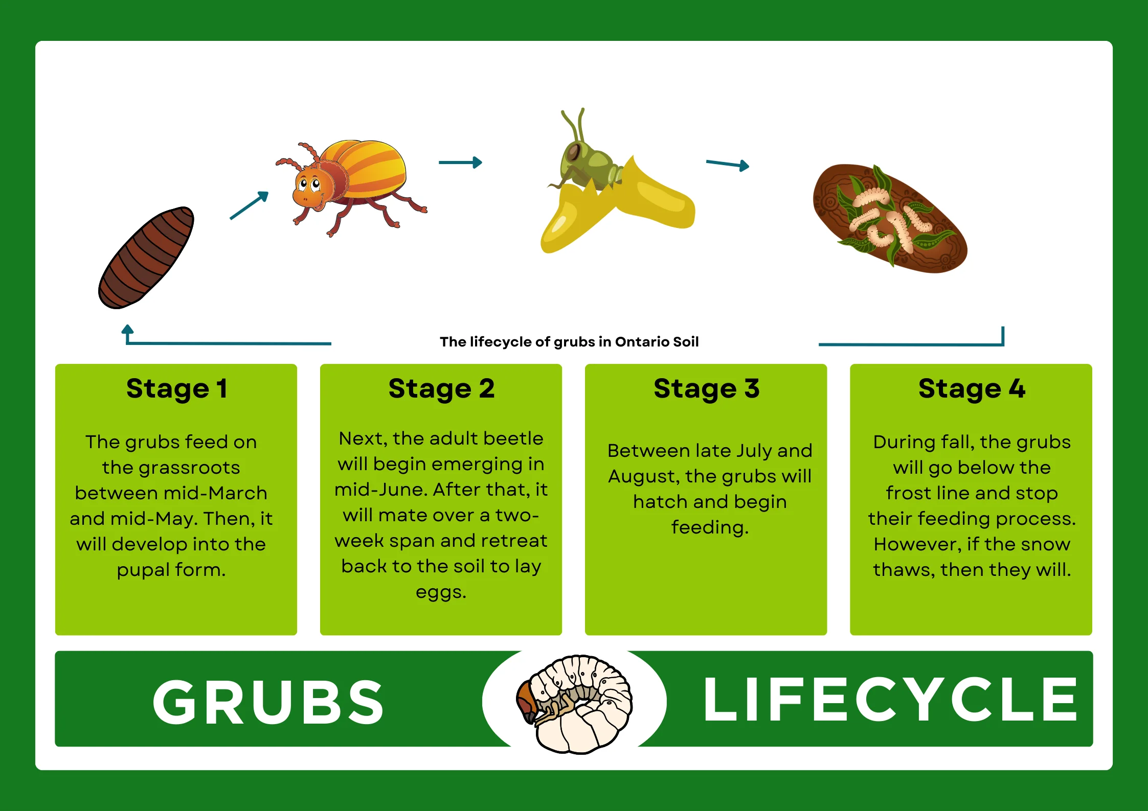 An infographic of the lifecycle of grubs in lawn