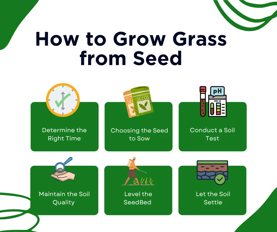 An infographic on how to grow grass from seed