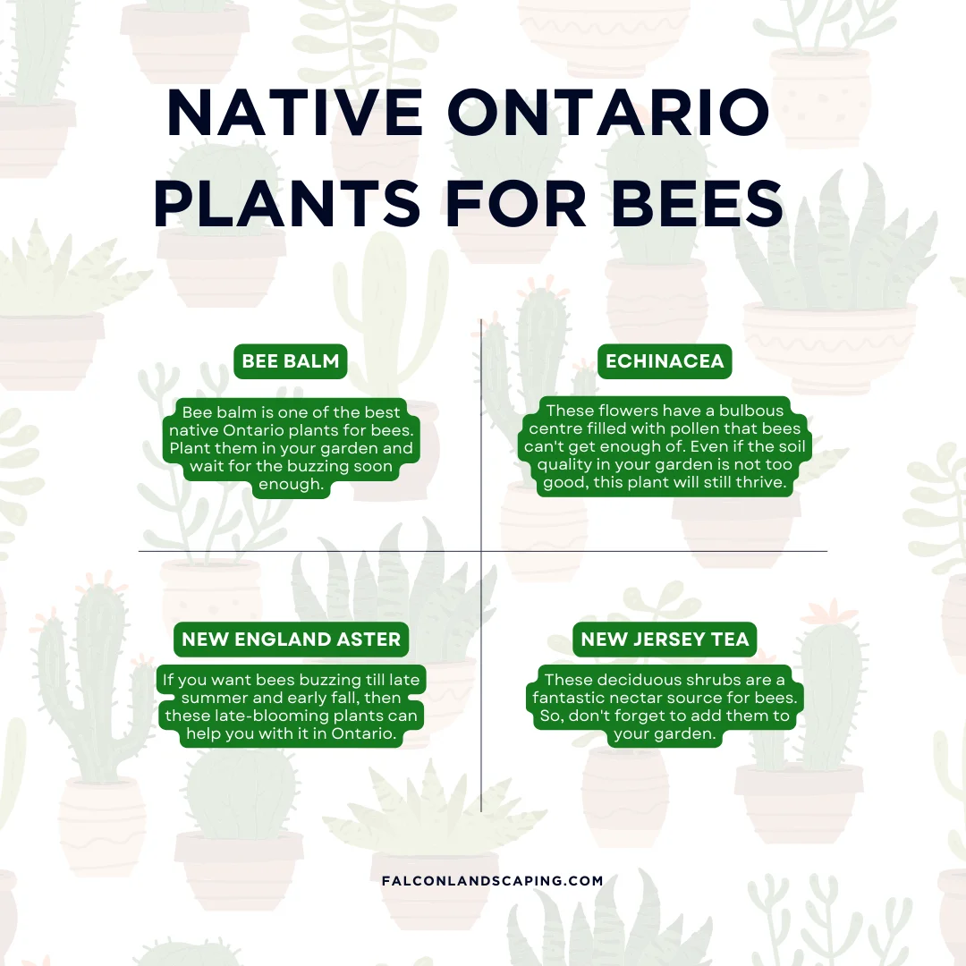 An infographic on the native Ontario plants for bees