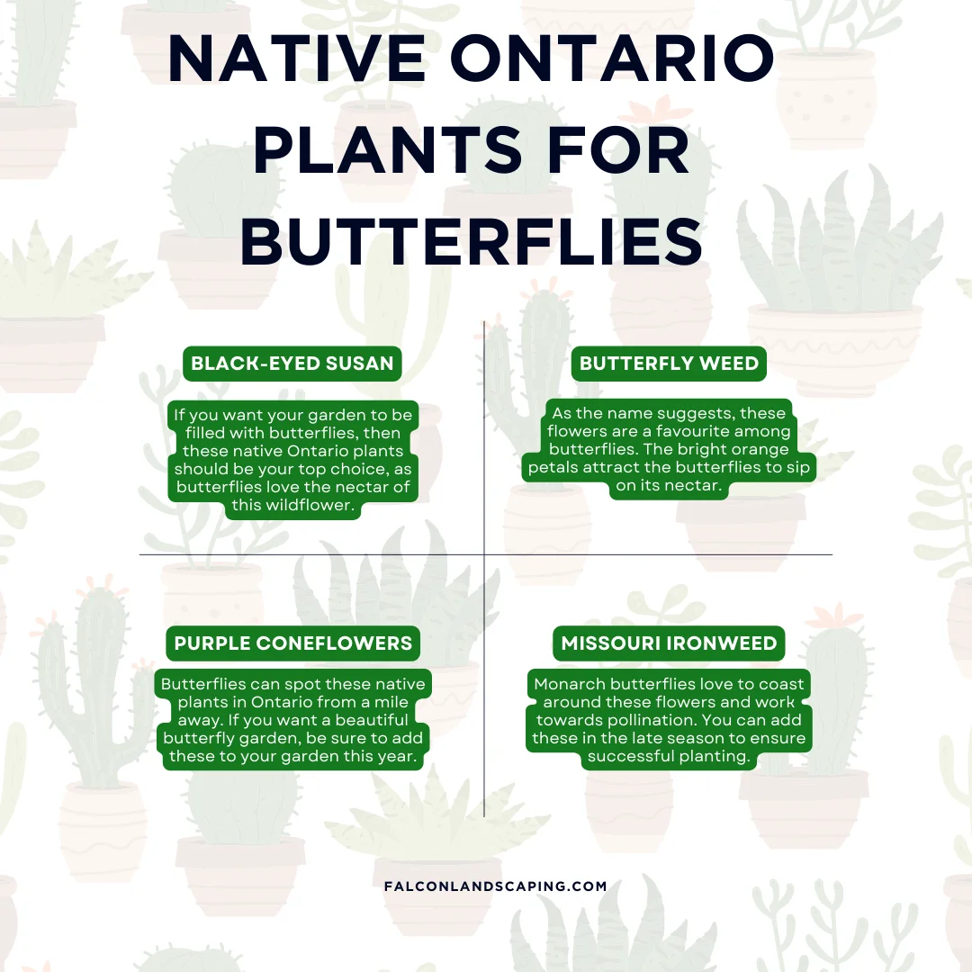 An infographic on the native ontario plants for butterflies