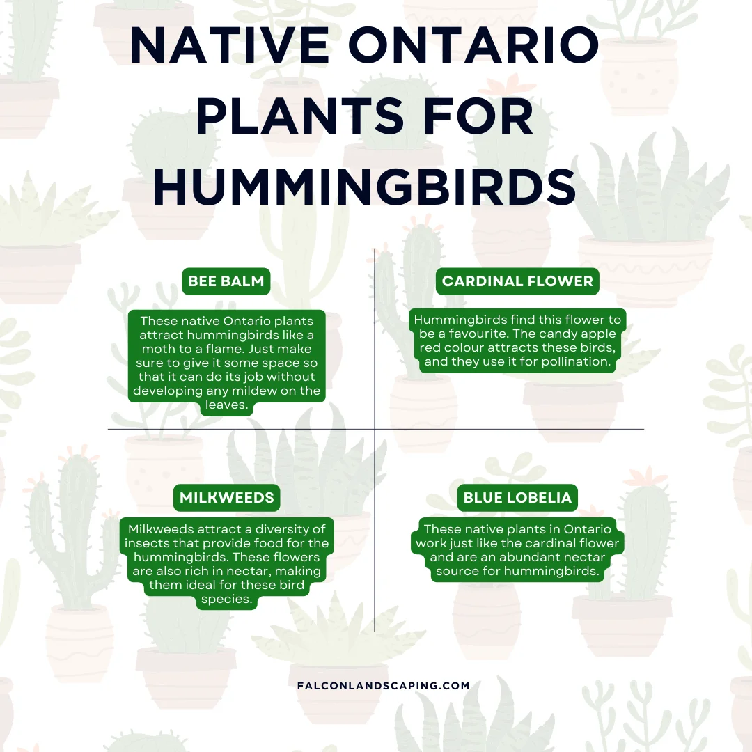 An infographic on the native ontario plants for hummingbirds
