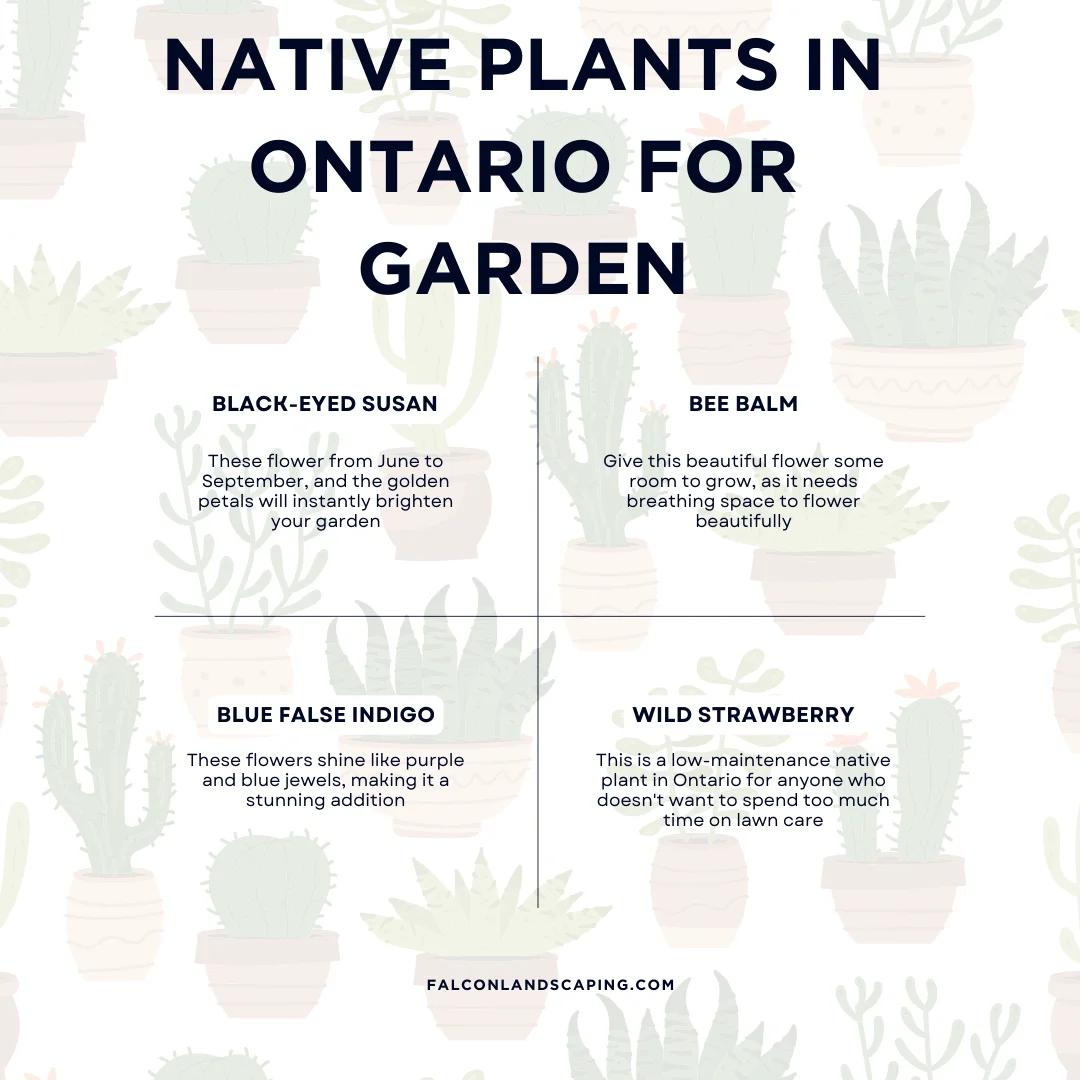 An infographic on the native plants in Ontario for garden