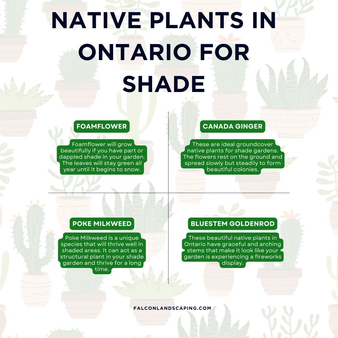 An infographic on the native plants in Ontario for shade