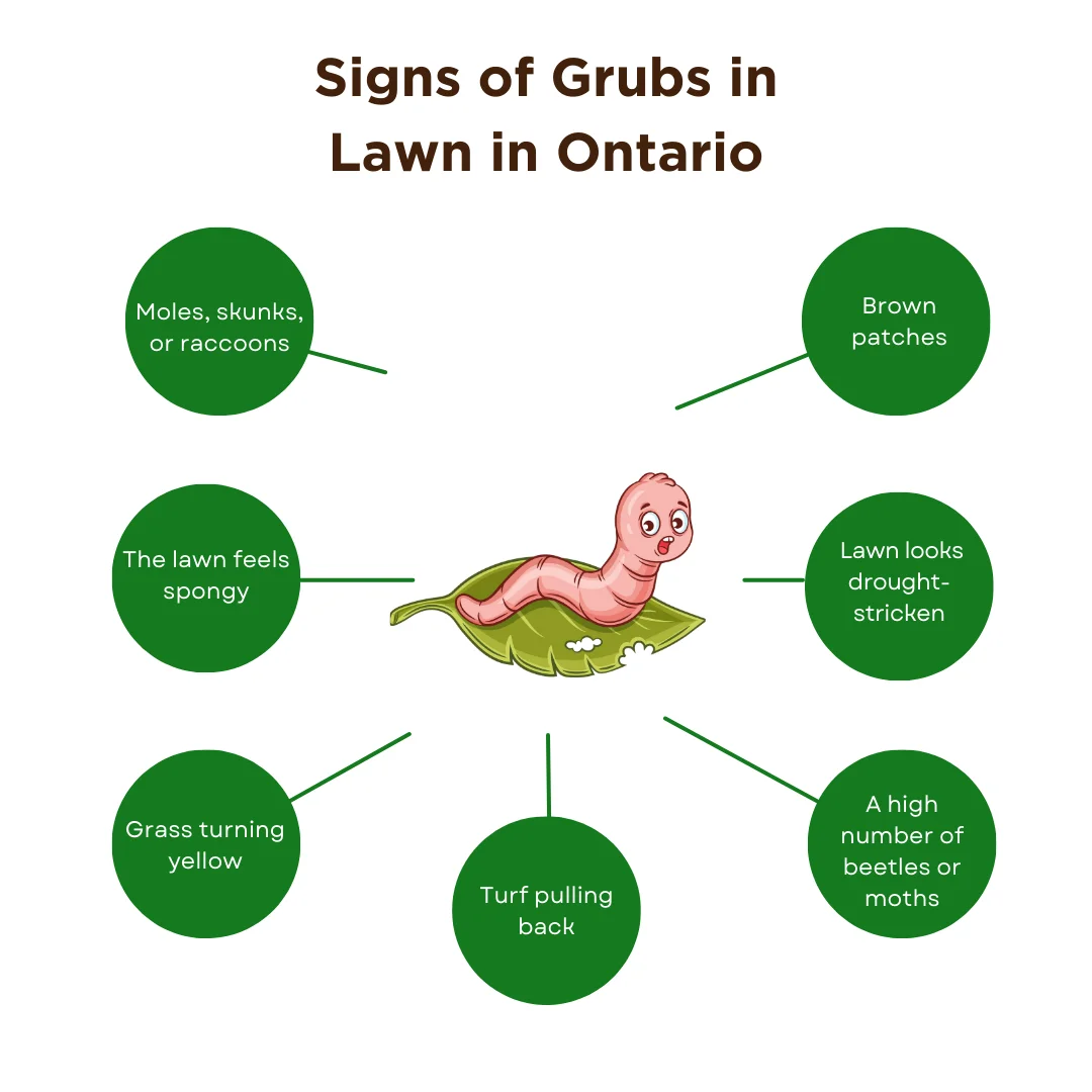 A diagram on the signs of grubs in lawn in Ontario
