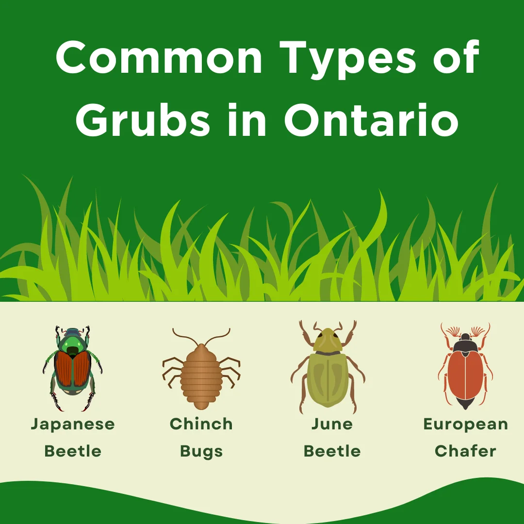 An infographic on the common types of grubs in Ontario