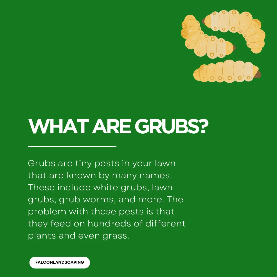 A definition post on what are grubs