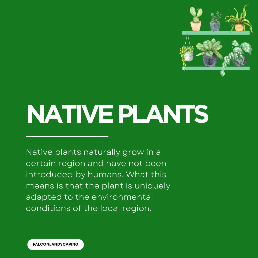 A definition post explaining what are native plants