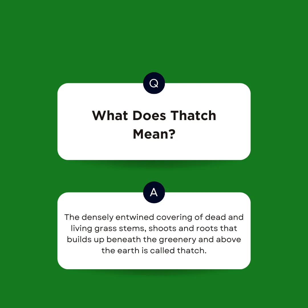 A question answer post on what does thatch mean