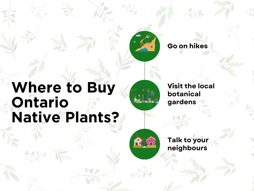 An infographic on where to buy Ontario native plants