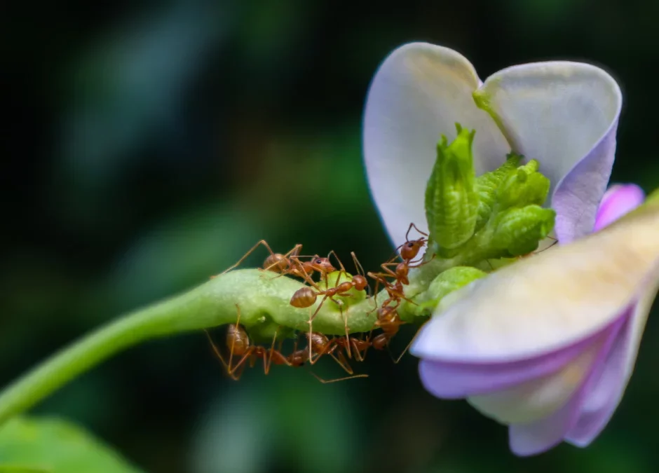 Effective Ways to Eliminate Ants in the Garden