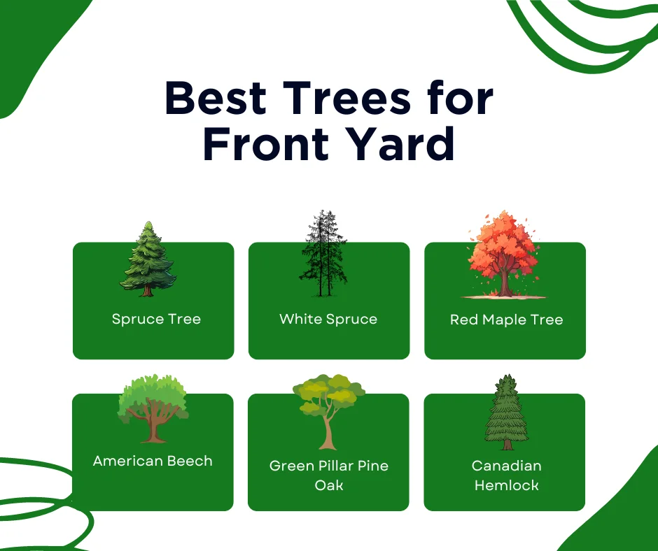An infographic on the best trees for front yard