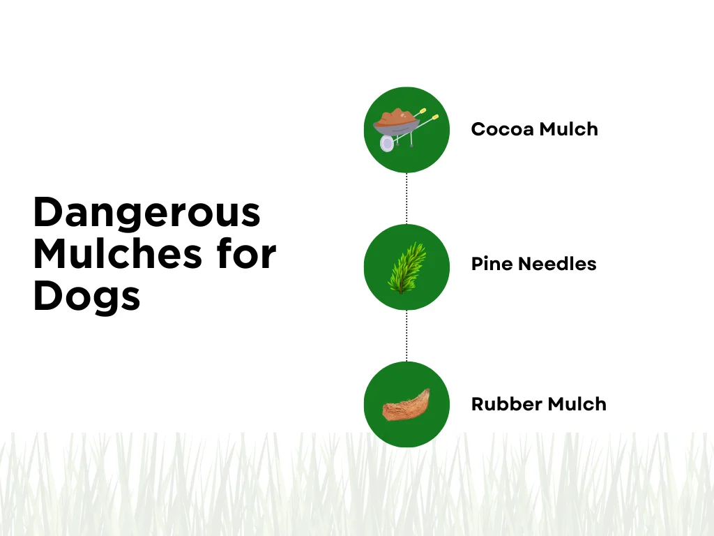 An infographic on the dangerous mulches for dogs