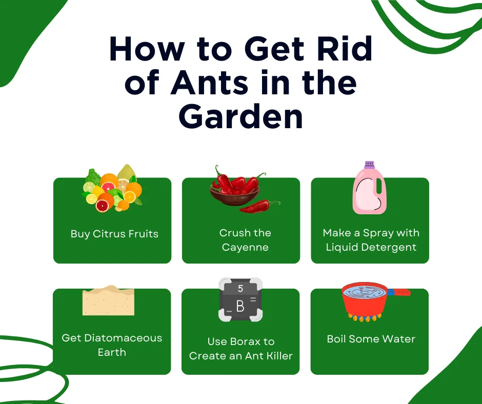 An infographic on how to get rid of ants in the garden