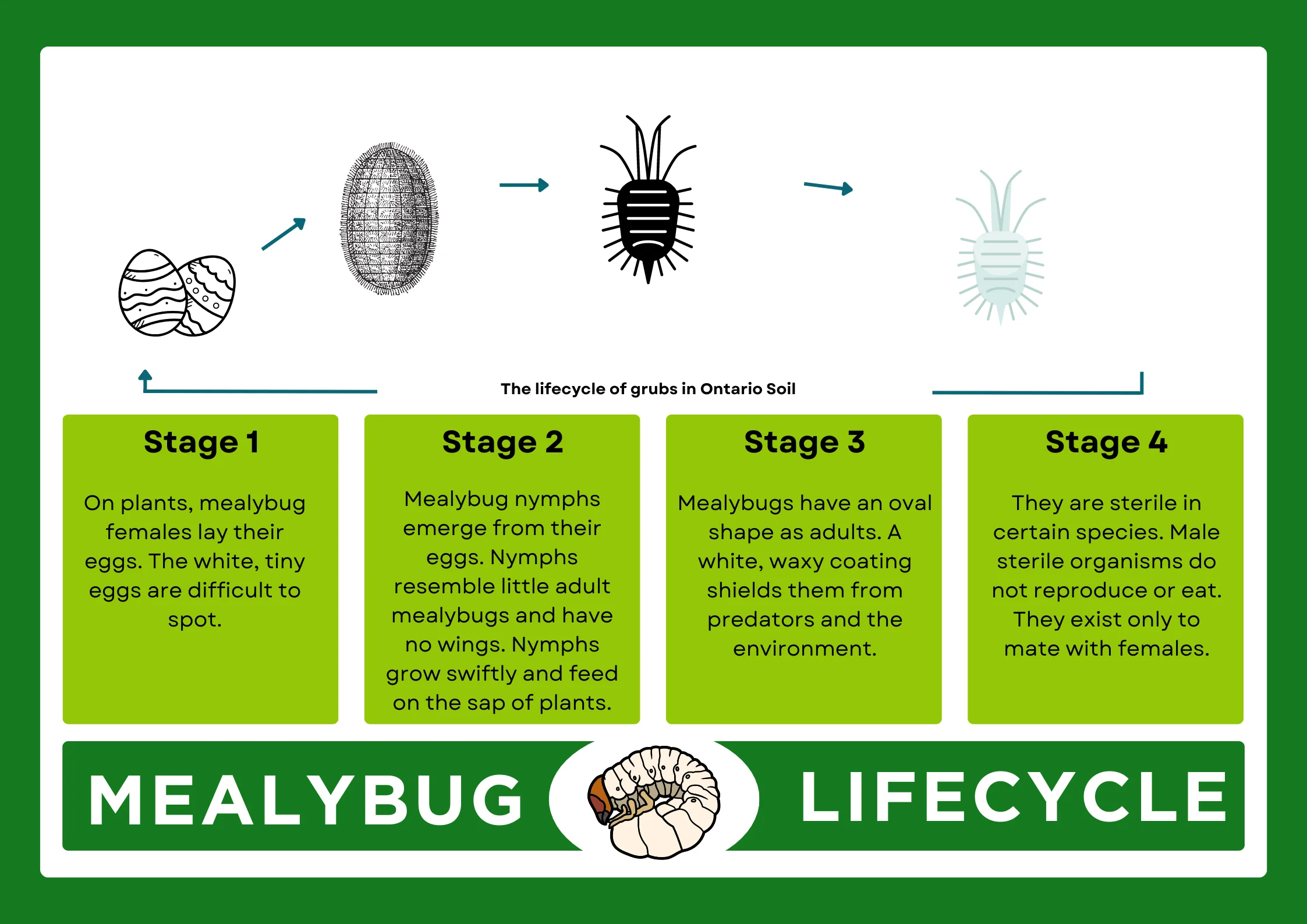 An infographic on mealybugs lifecycle