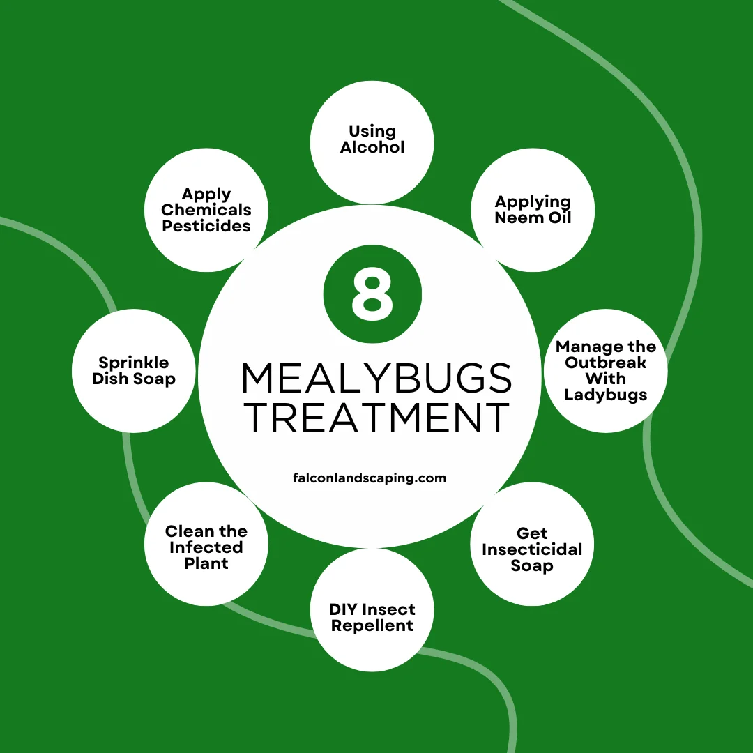 A circular diagram on the mealybugs treatment options