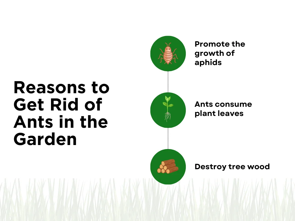 An infographic on the reasons to get rid of ants in the garden