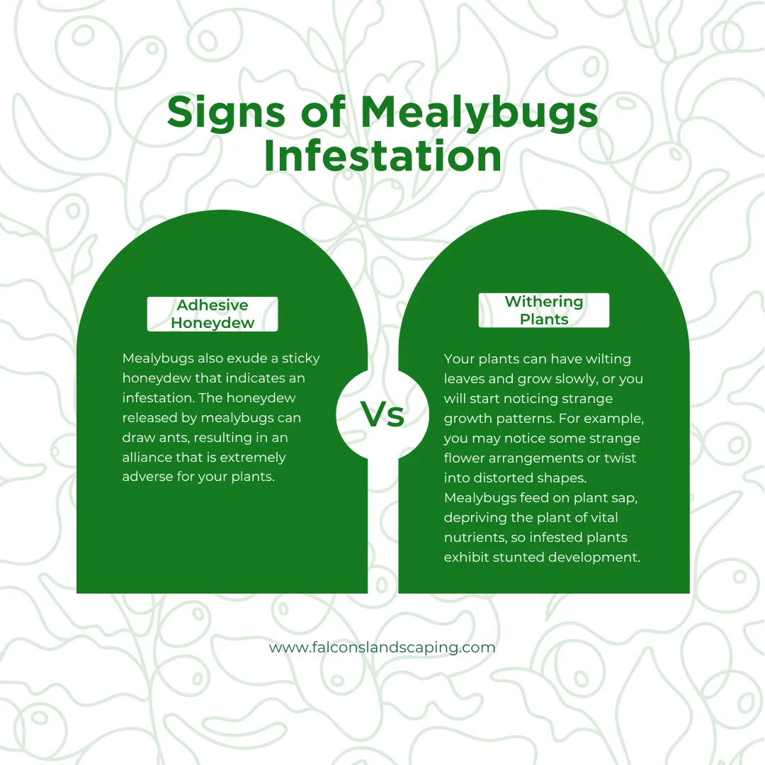 An infographic on the signs of mealybugs infestation