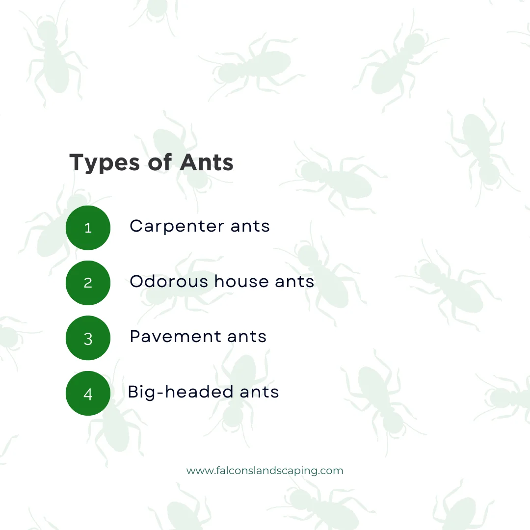 An infographic on the types of ants 