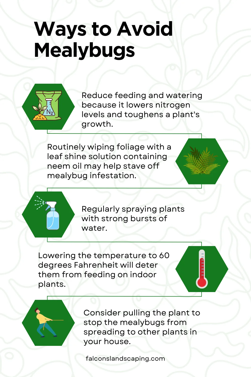 An infographic on the top ways to avoid mealybugs