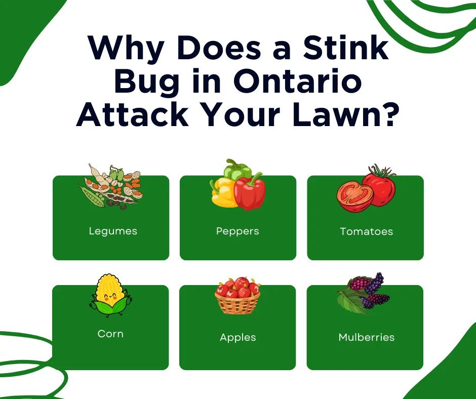 An infographic on the reasons a stink bug in Ontario attacks lawns