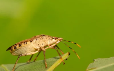 Stink Bug in Ontario: Things You Need To Know
