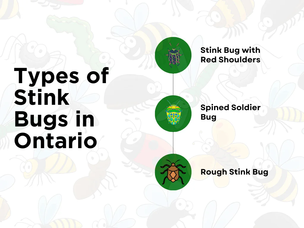 An infographic on the types of stink bugs in Ontario