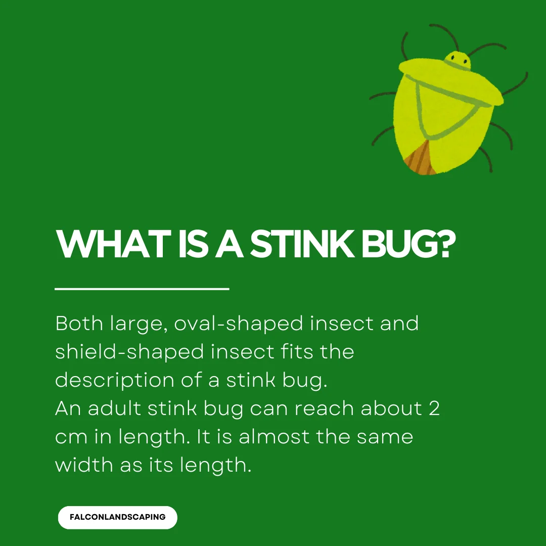 A post explaining what is a stink bug in Ontario
