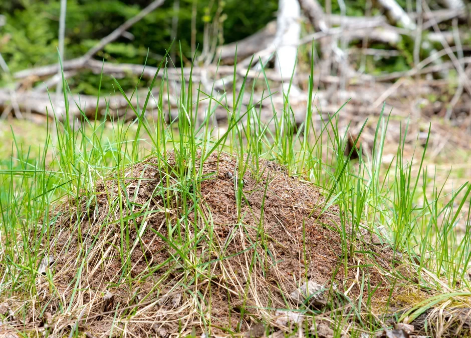 A picture of ant hills in yard