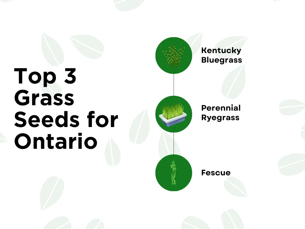 An infographic on the best grass seed for Ontario