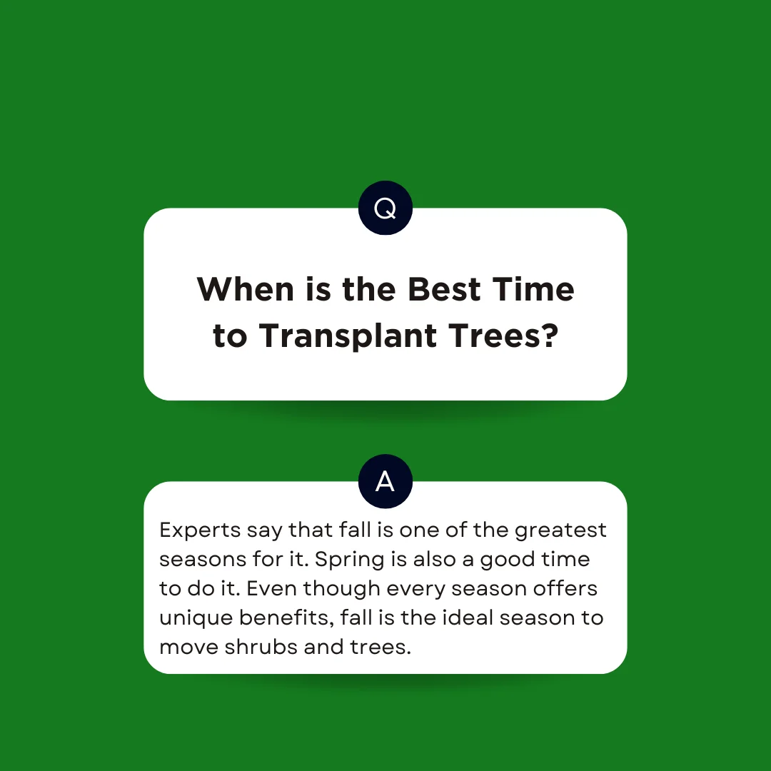 An answer post explaining the best time to transplant trees