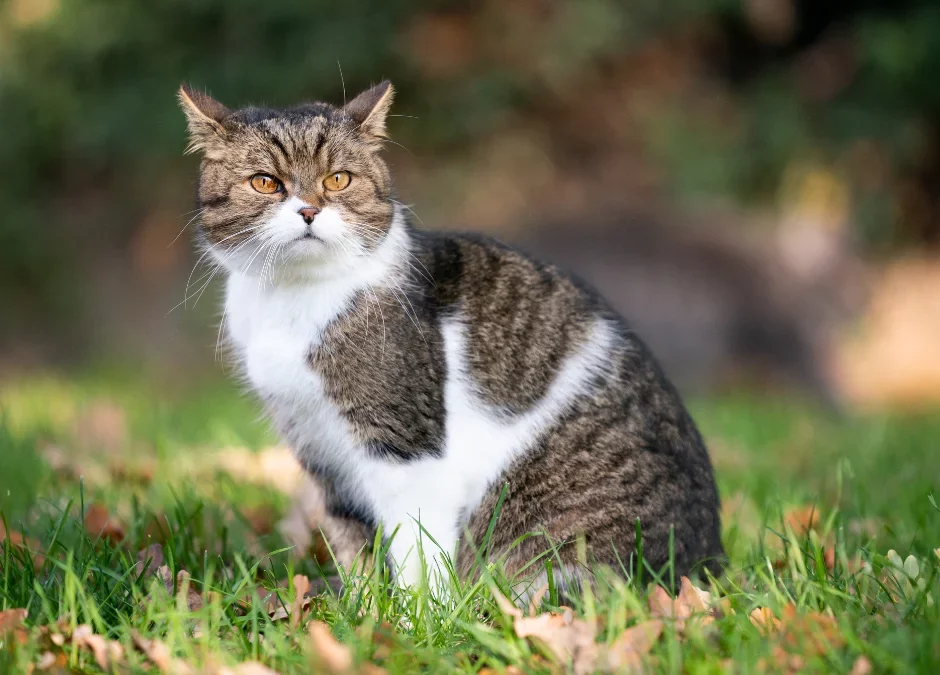 11Natural Ways to Keep Cats Out Of The Yard in 2024
