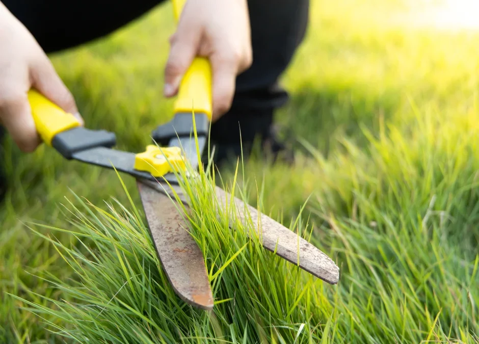 The Ultimate Guide to First Cut Lawn in 2024